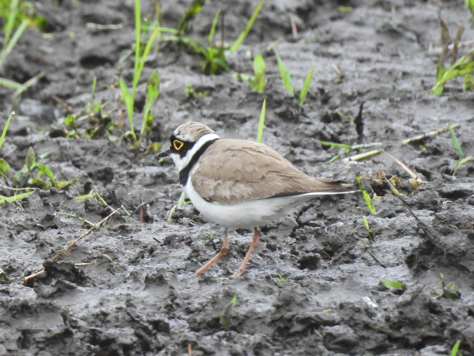 コチドリ足ゴソゴソ