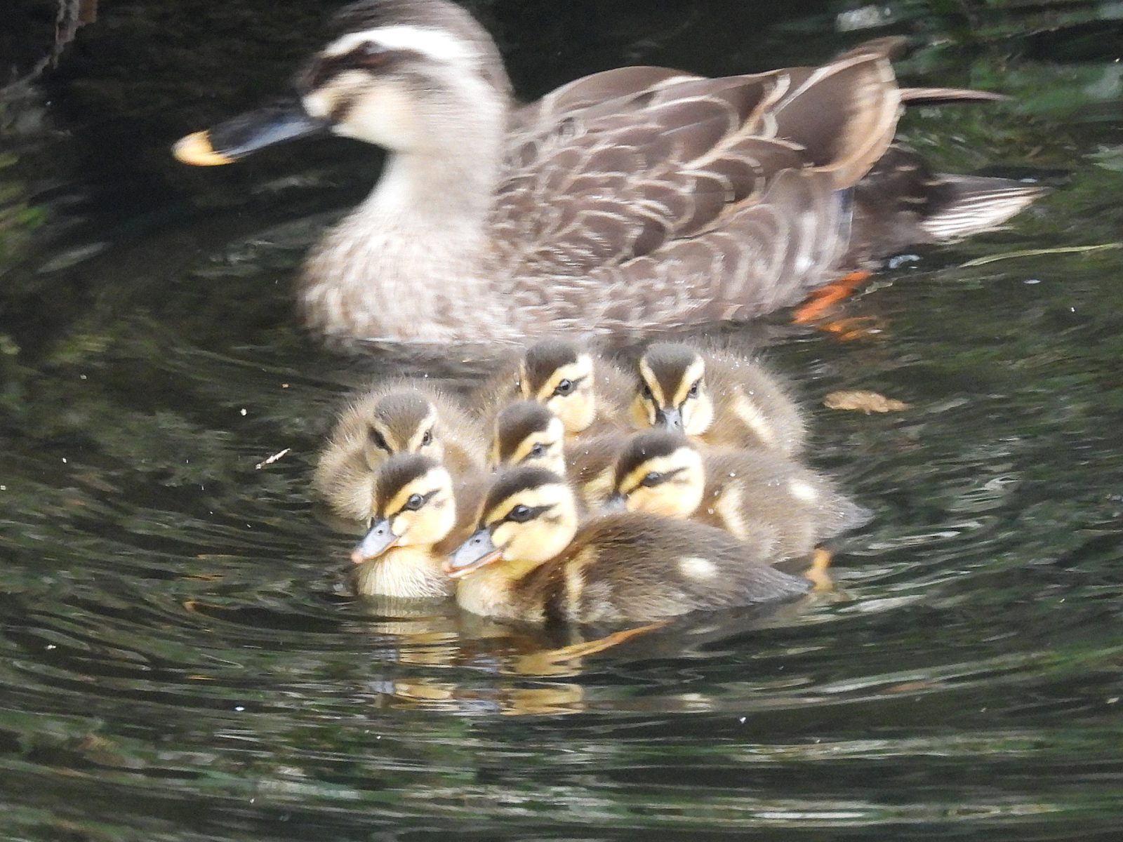 カルガモ親子ピンボケ