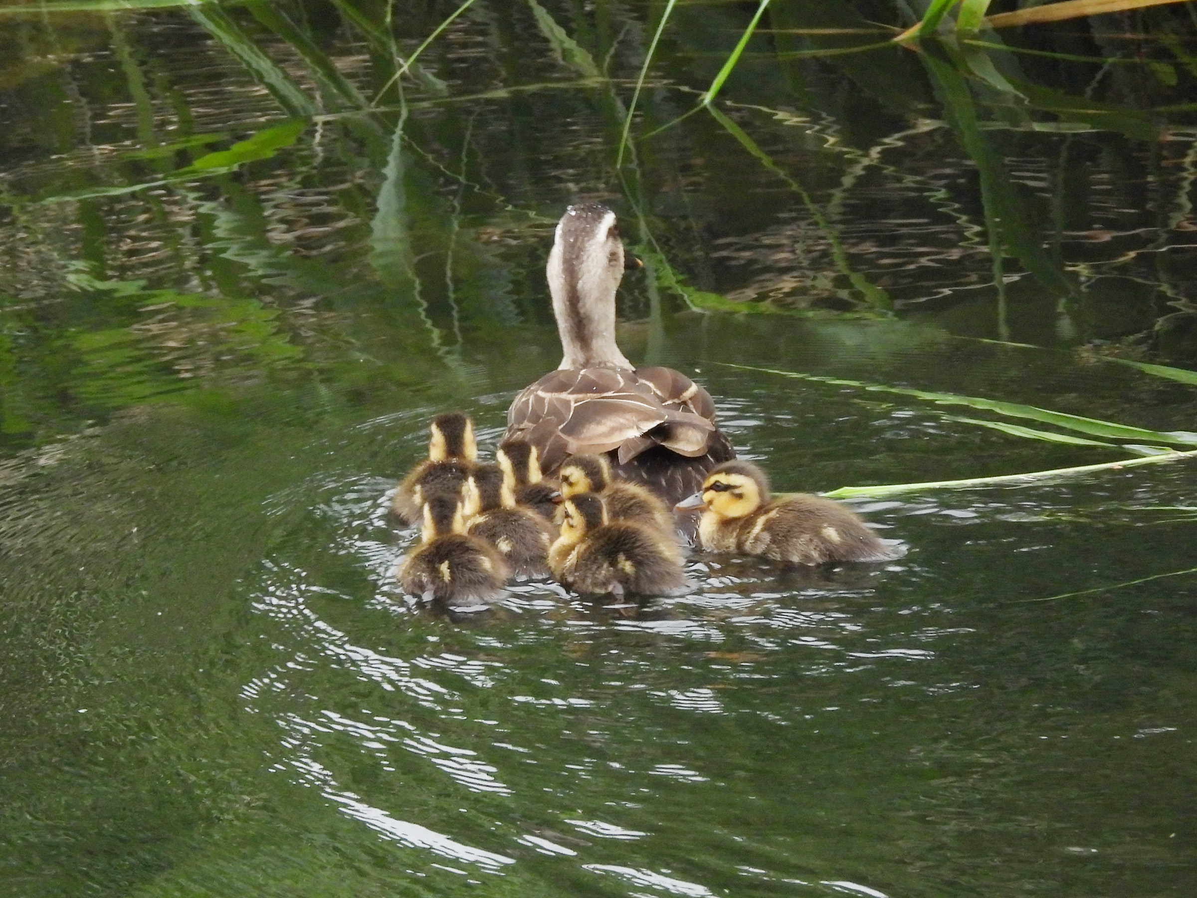 カルガモ親子後ろ