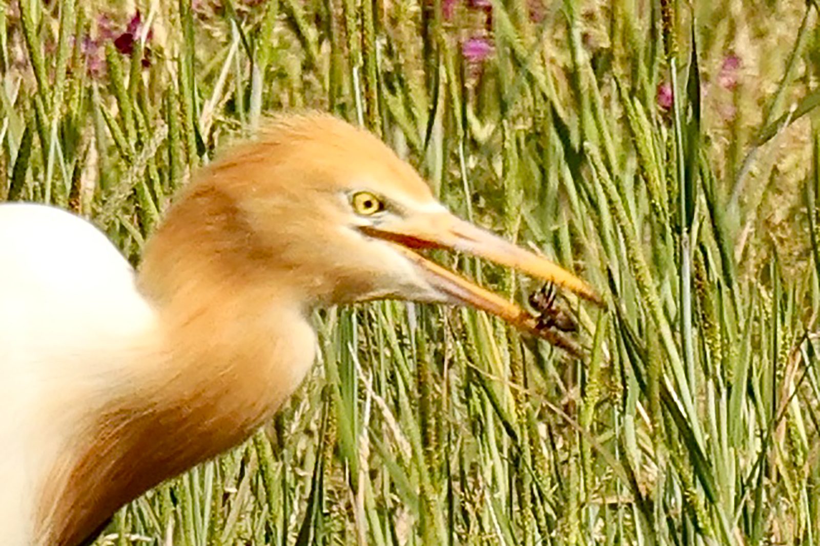 アマサギ採餌アップ