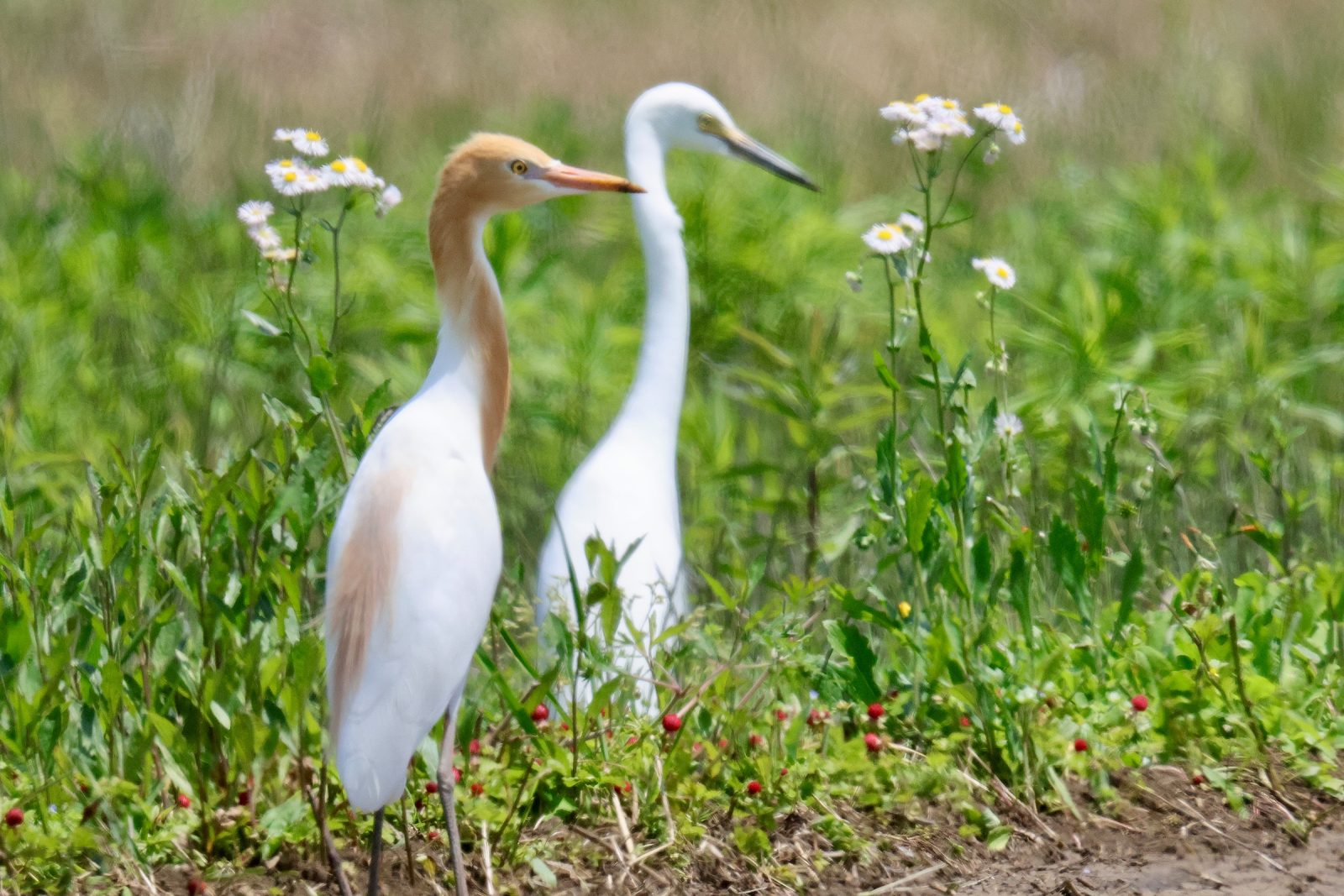 アマサギとダイサギ