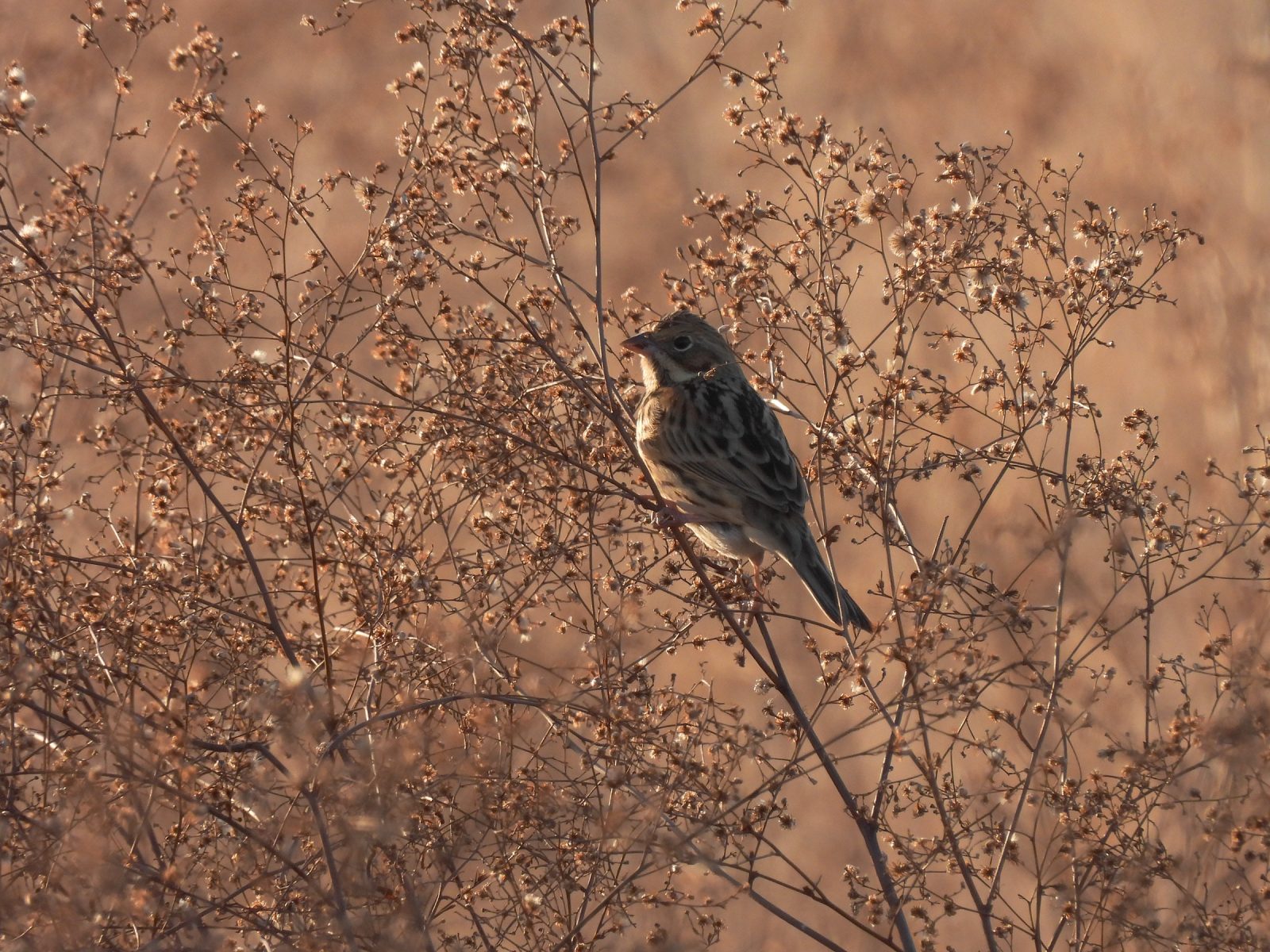 ホオアカ左向き