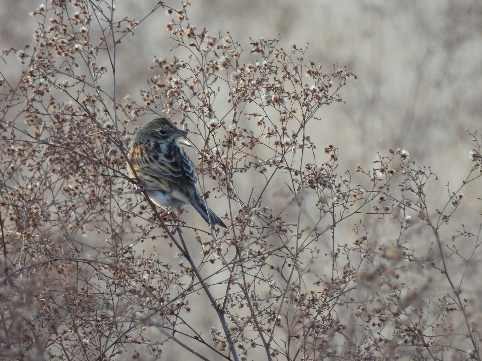 ホオアカ右向き