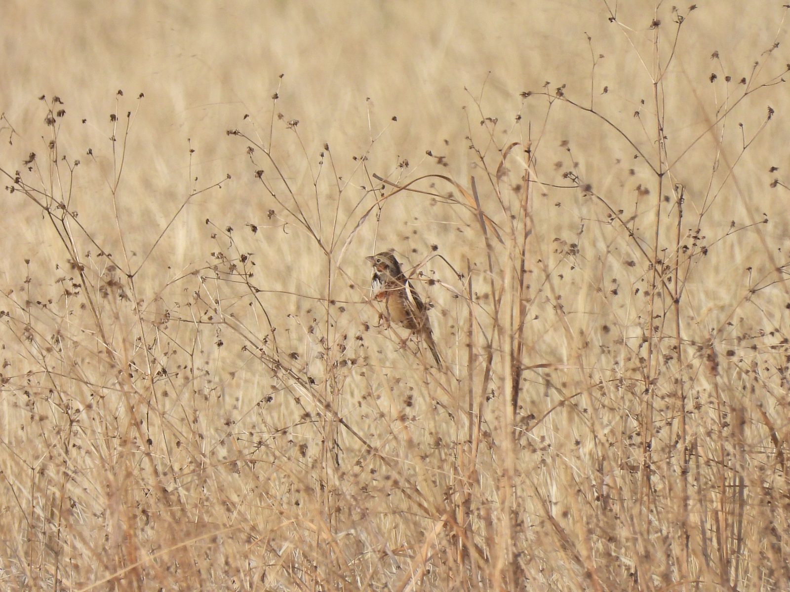 ホオアカ青葉区