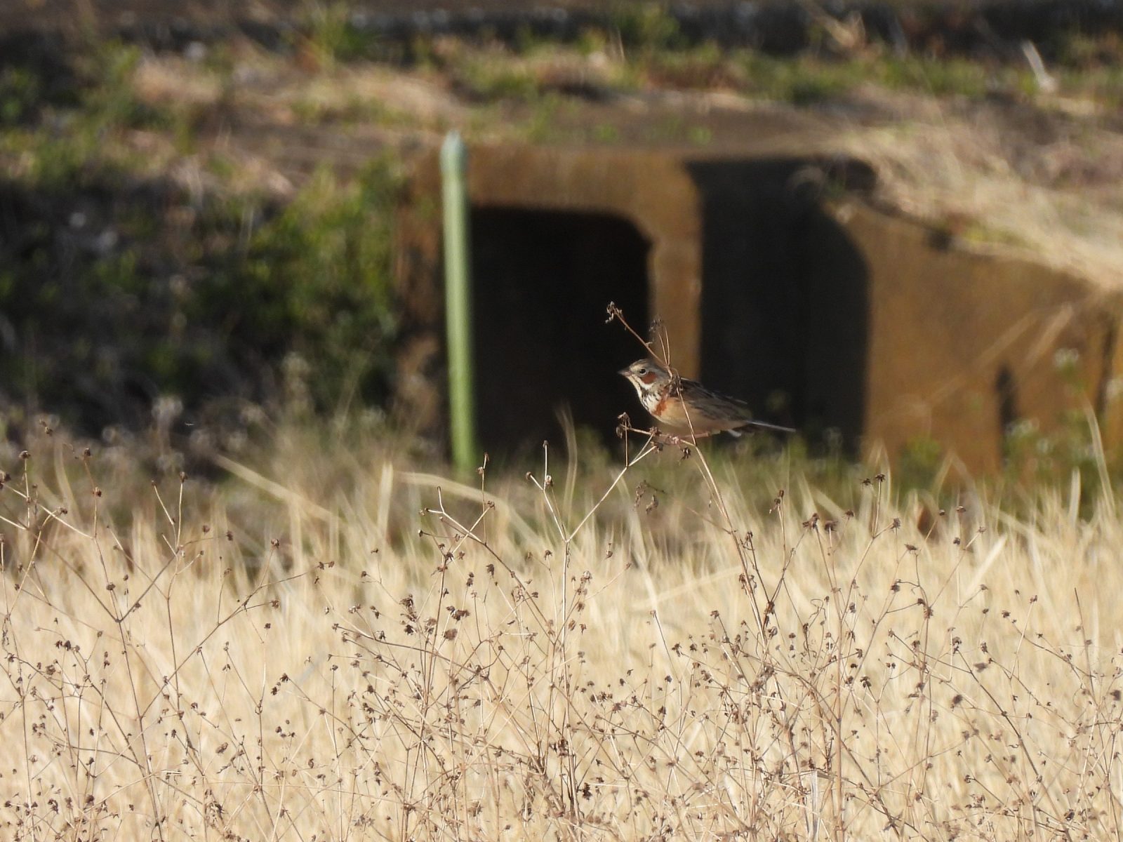 ホオアカ青葉区