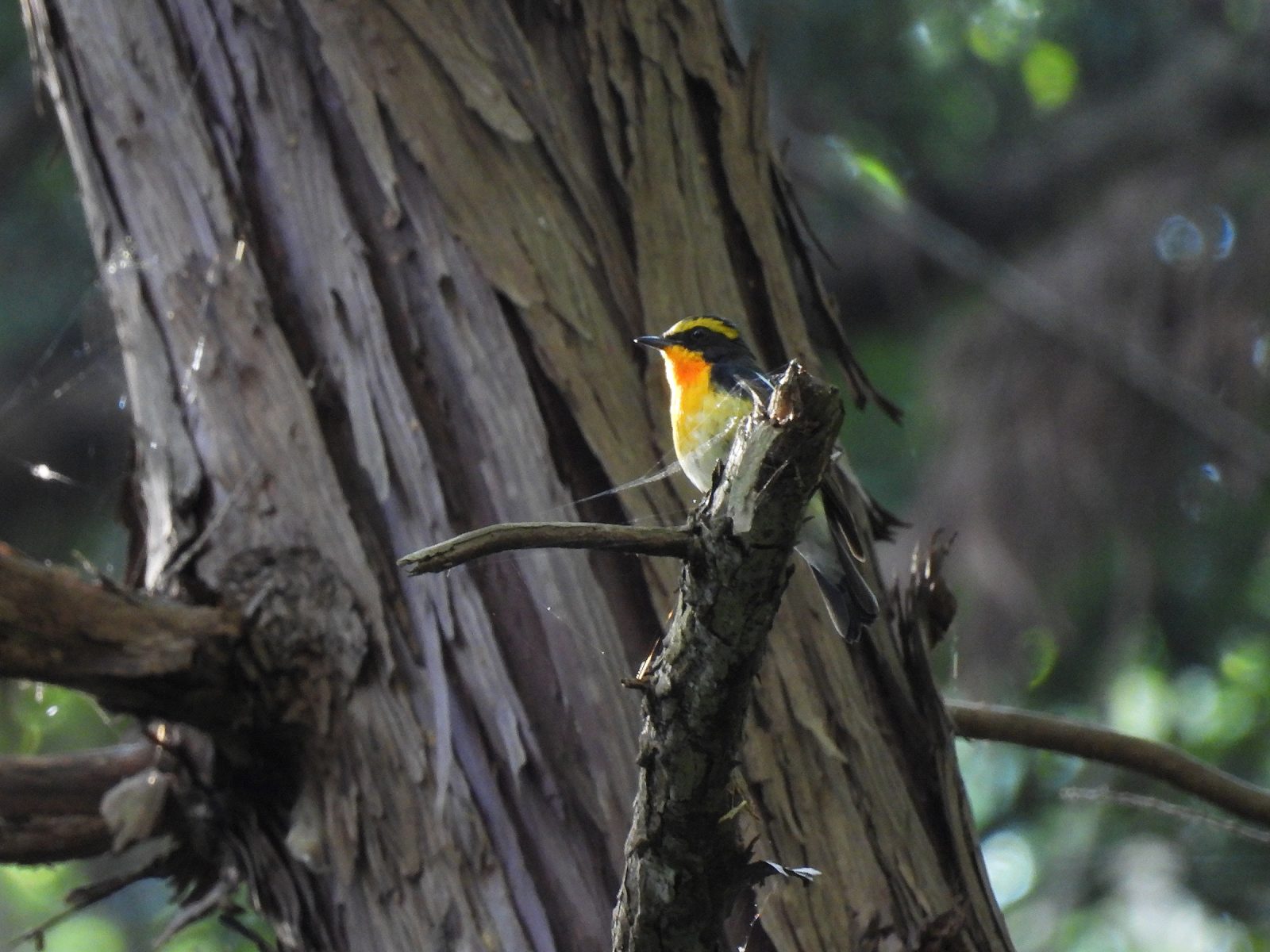 キビタキメイン