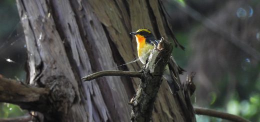 キビタキメイン