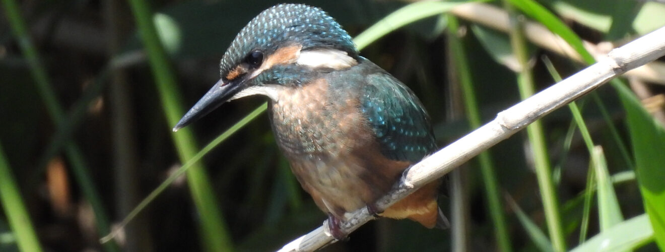 カワセミ幼鳥アップ