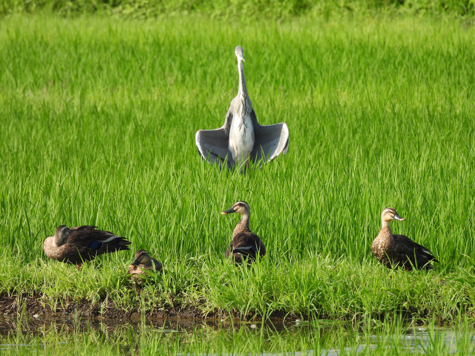 アオサギとカルガモ
