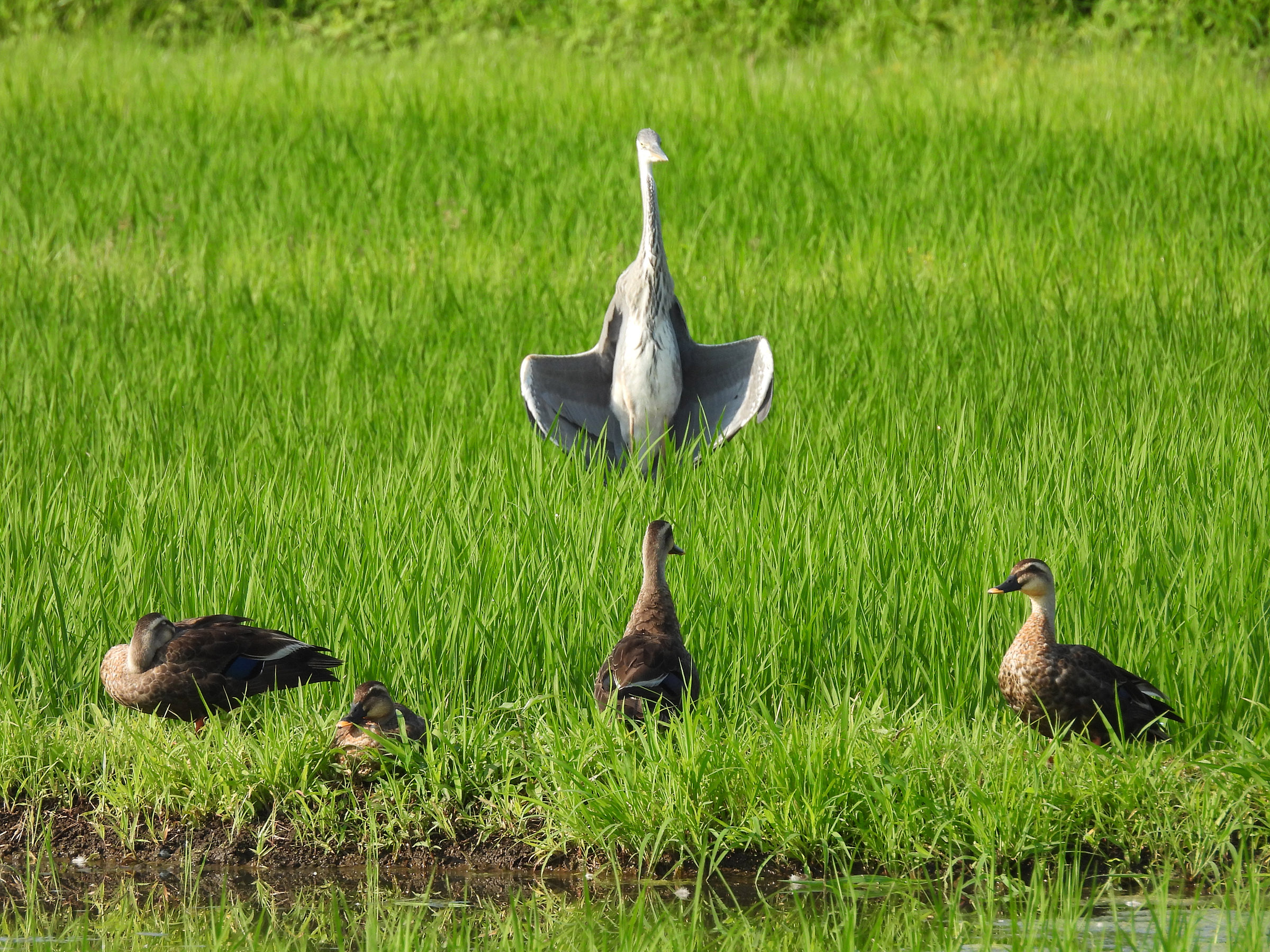 アオサギとカルガモ