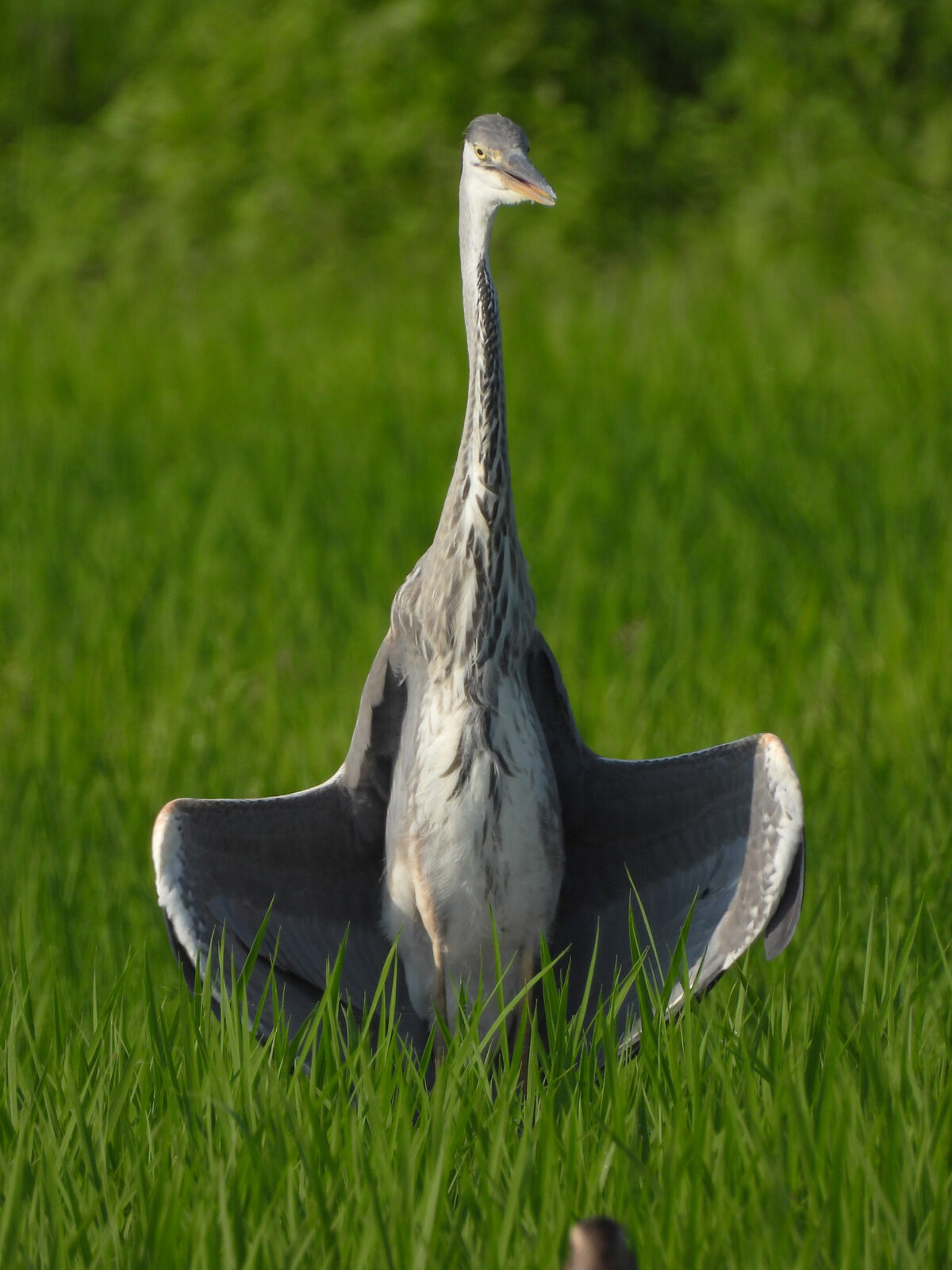 アオサギ羽を広げる