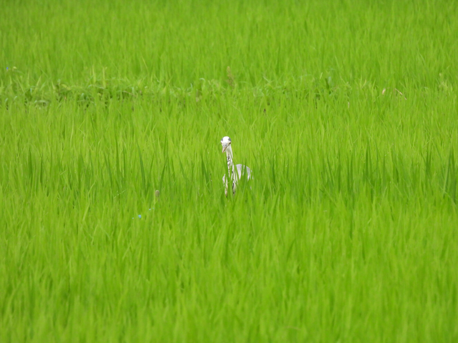 田んぼの中のアオサギ