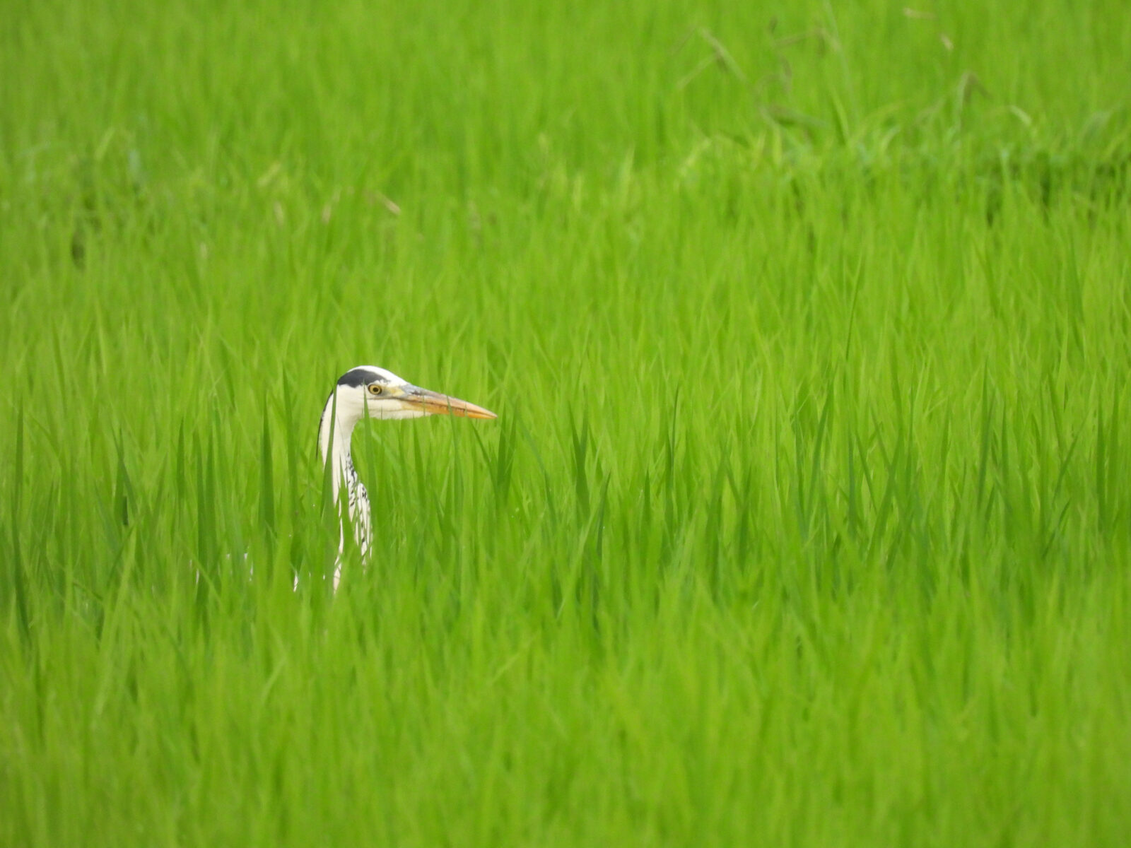 田んぼの中のアオサギ