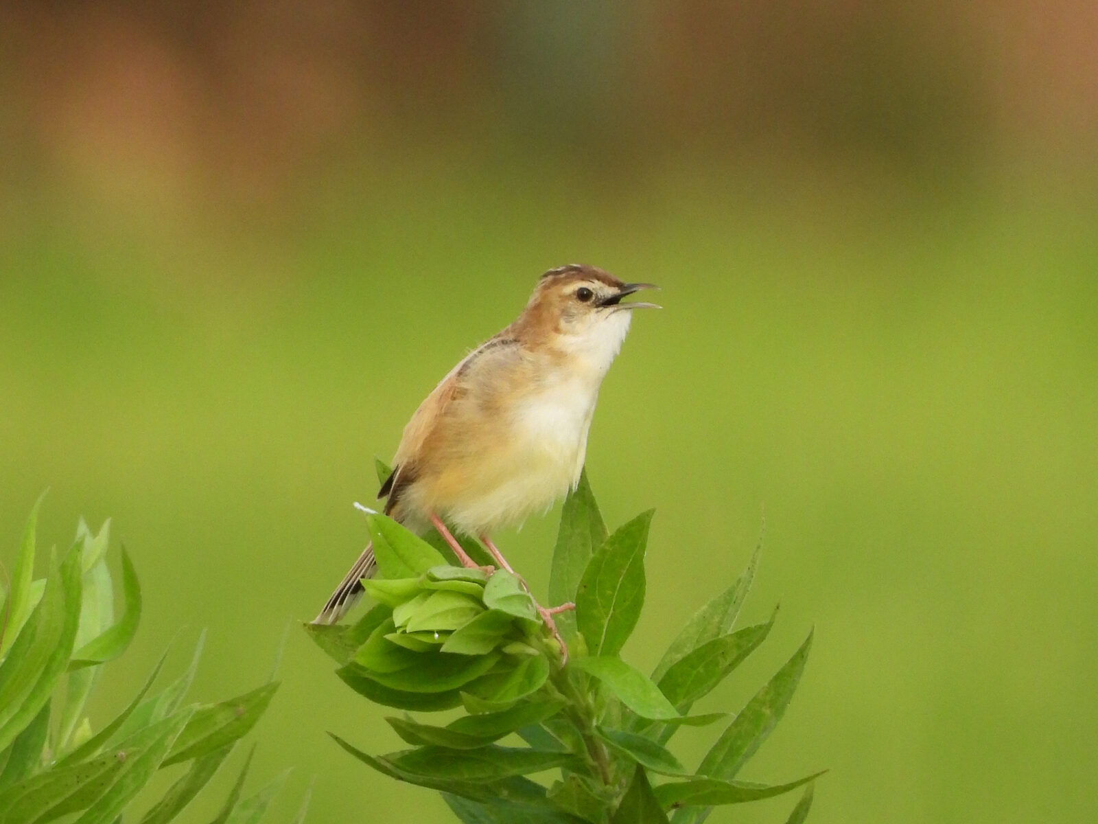セッカ右向き口開け