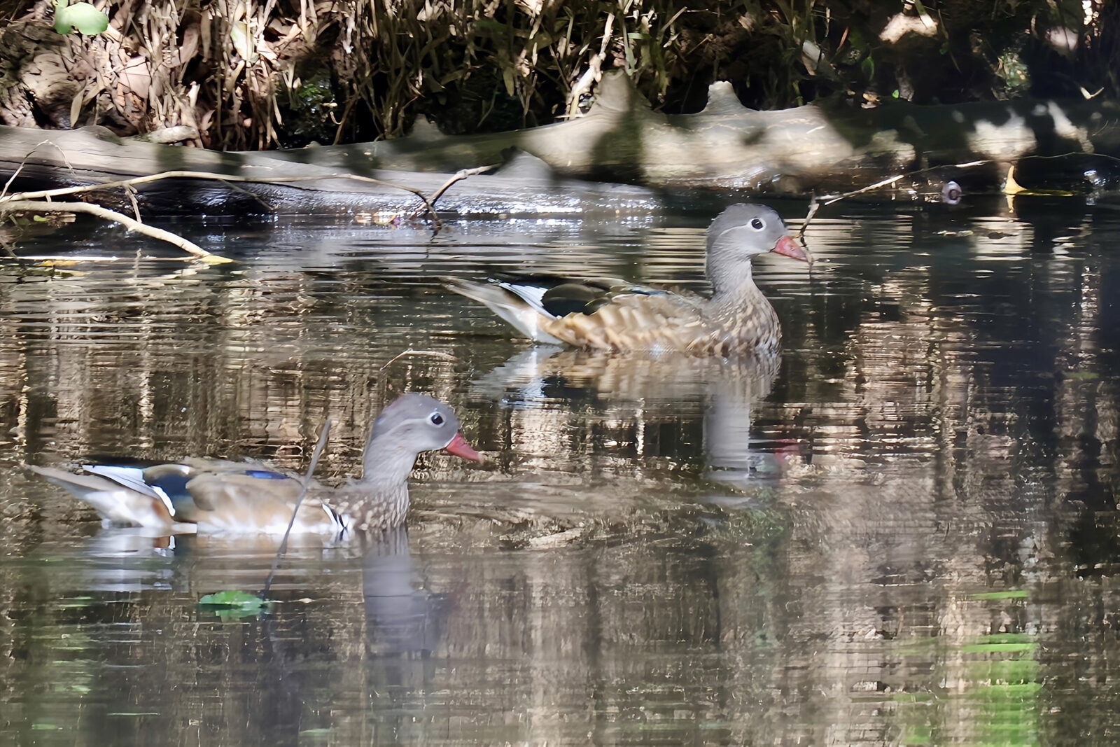 オシドリエクリプス2羽
