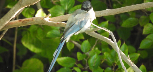 オナガ幼鳥メイン