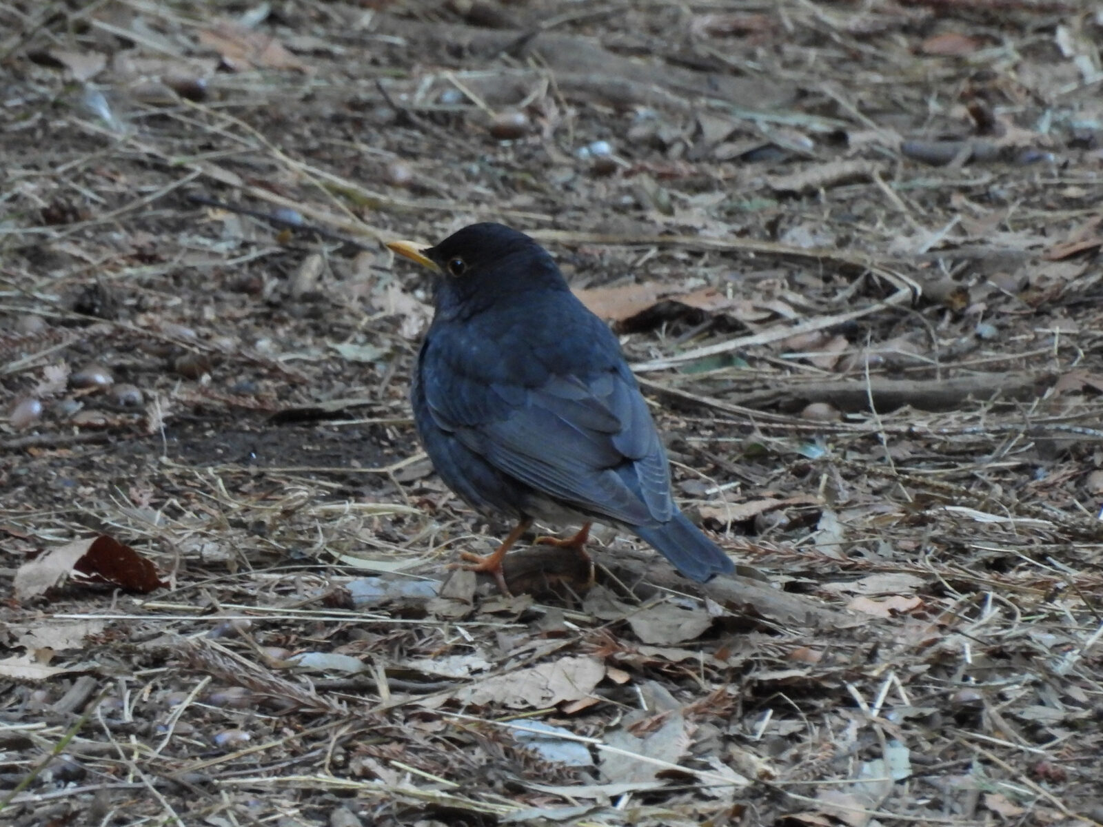 2025年2月11日撮影