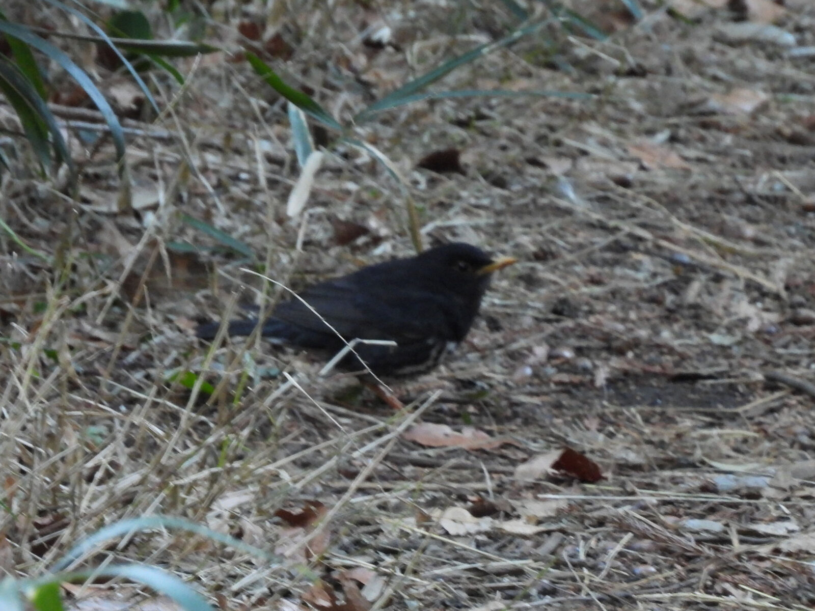 2025年2月11日撮影