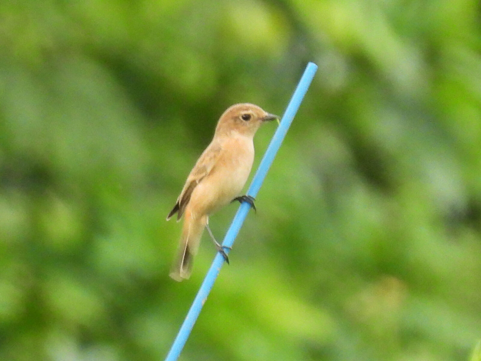 ノビタキ虫？を咥える？