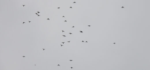 ヒメアマツバメ群れ iCatch