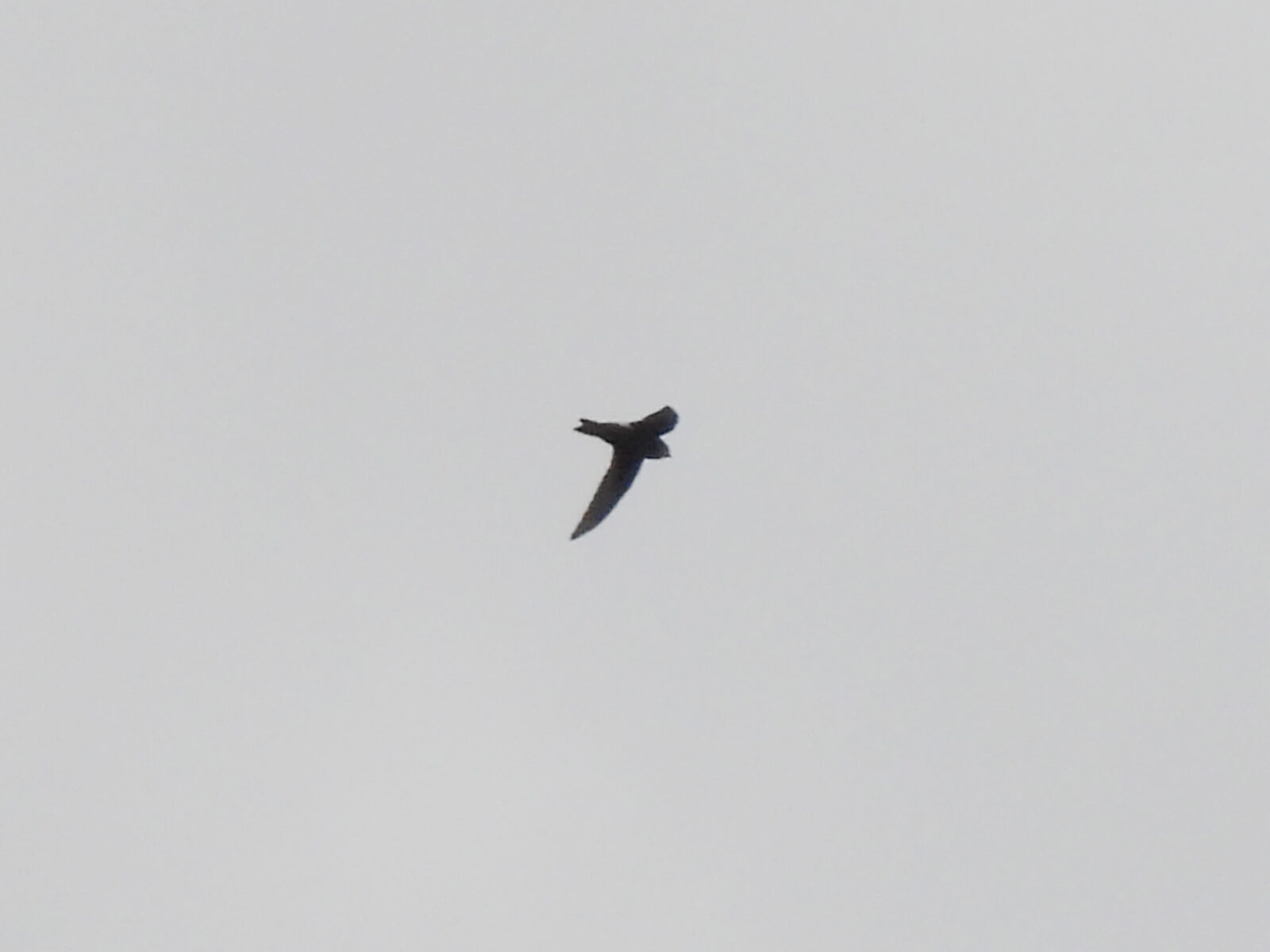 ヒメアマツバメ明るく加工