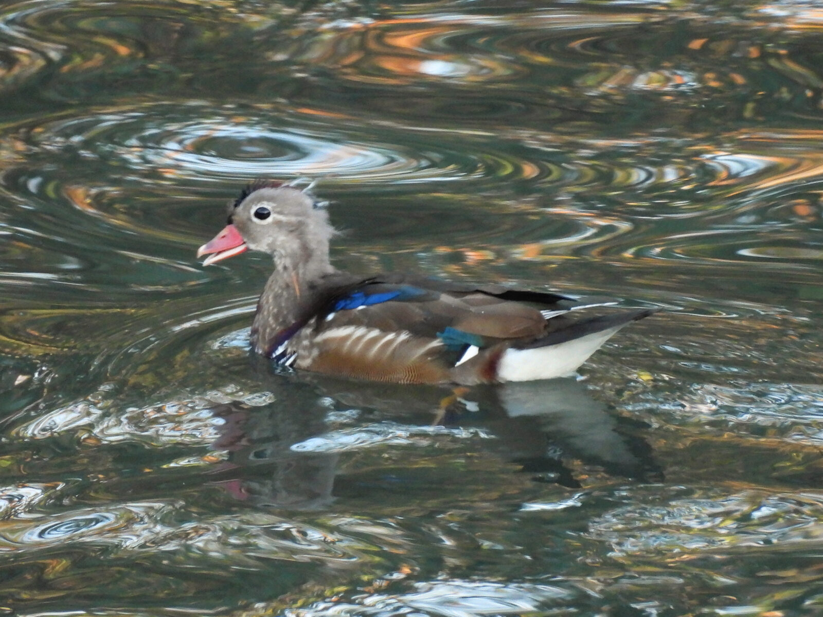 オシドリエクリプス?