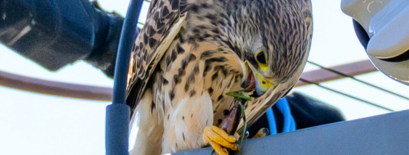 チョウゲンボウカマキリを食べる