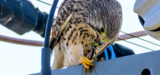 チョウゲンボウカマキリを食べる