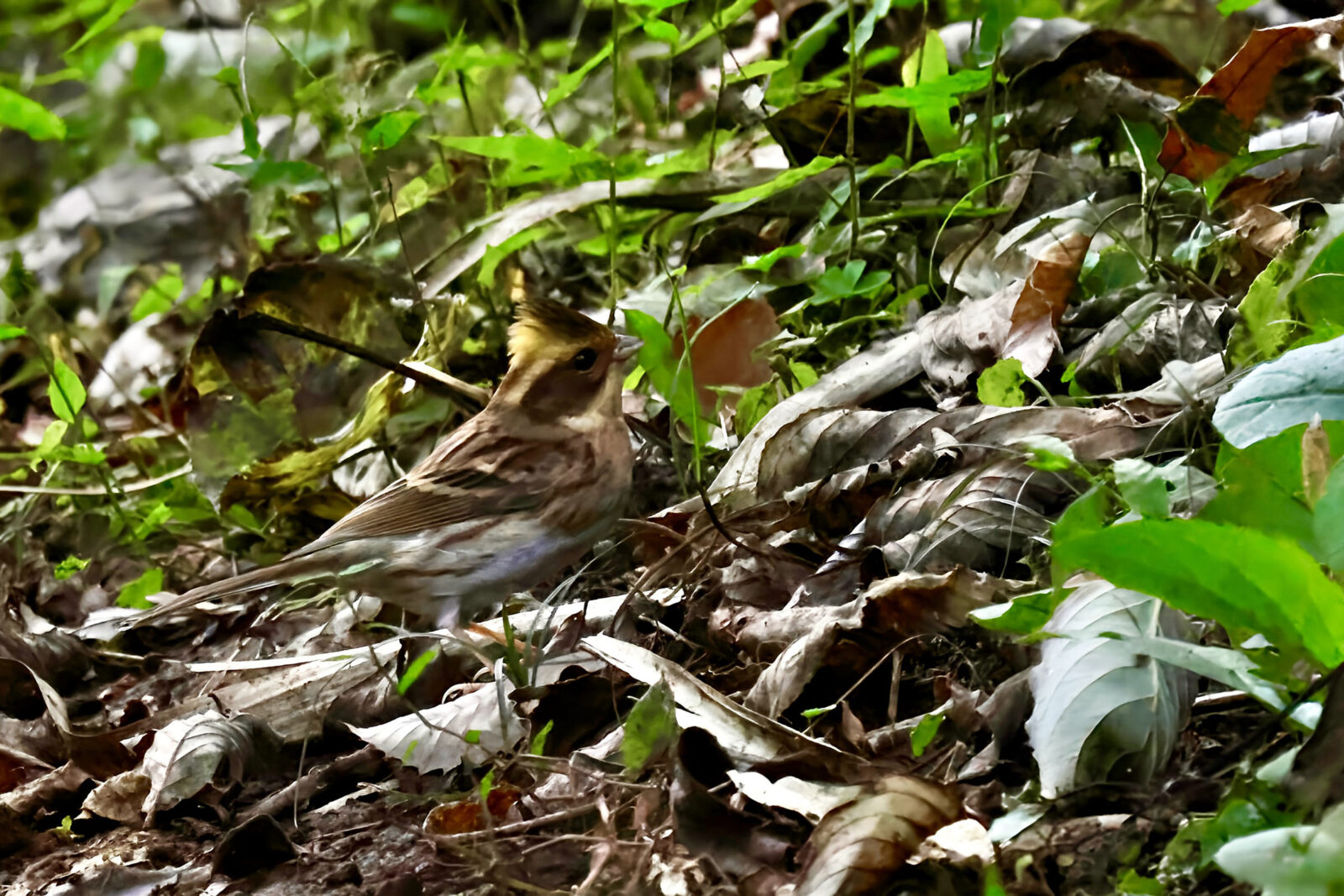 ミヤマホオジロ