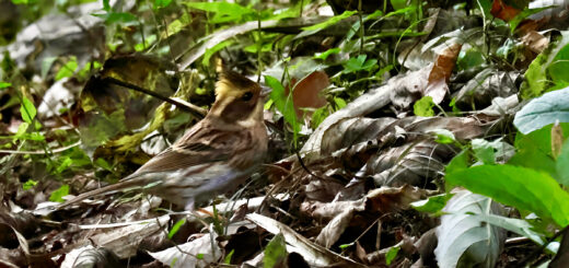 ミヤマホオジロ