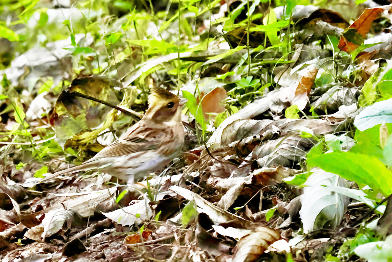 ミヤマホオジロ明るく