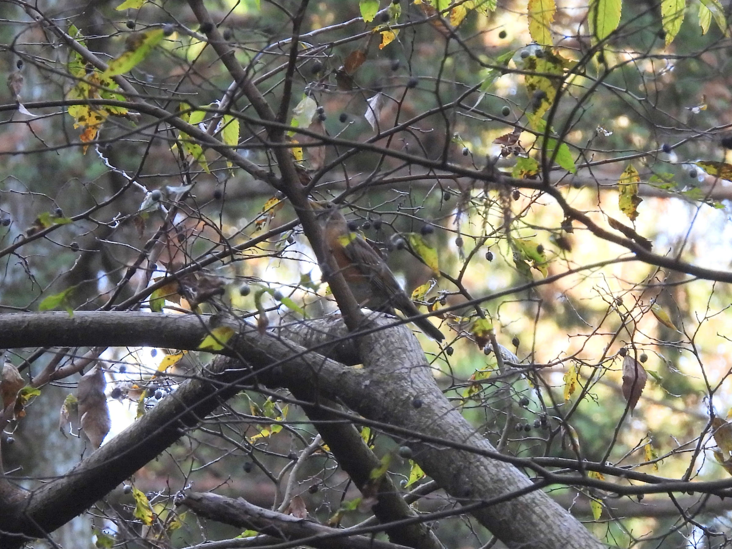 アカハラアイキャッチ