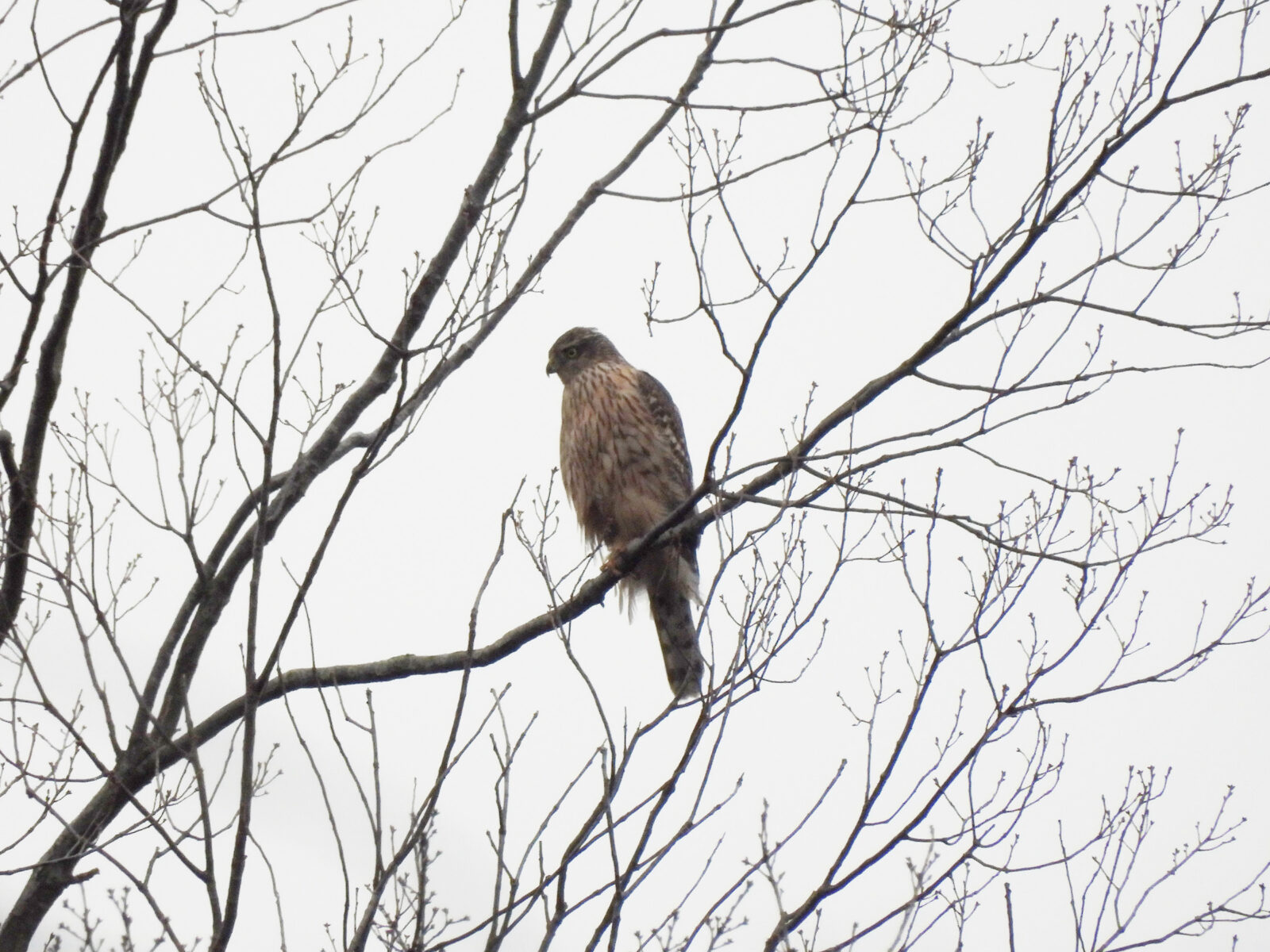 オオタカ若アイキャッチ