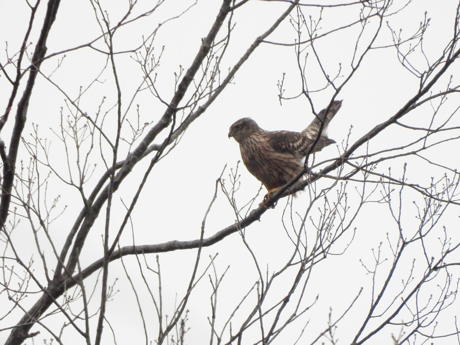 オオタカ若尾羽を上げる