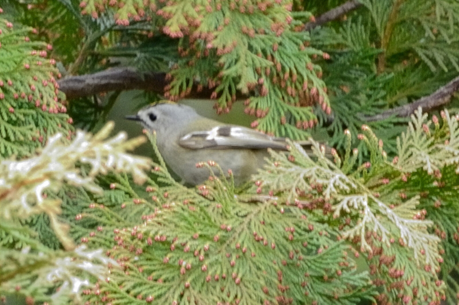 キクイタダキアップ