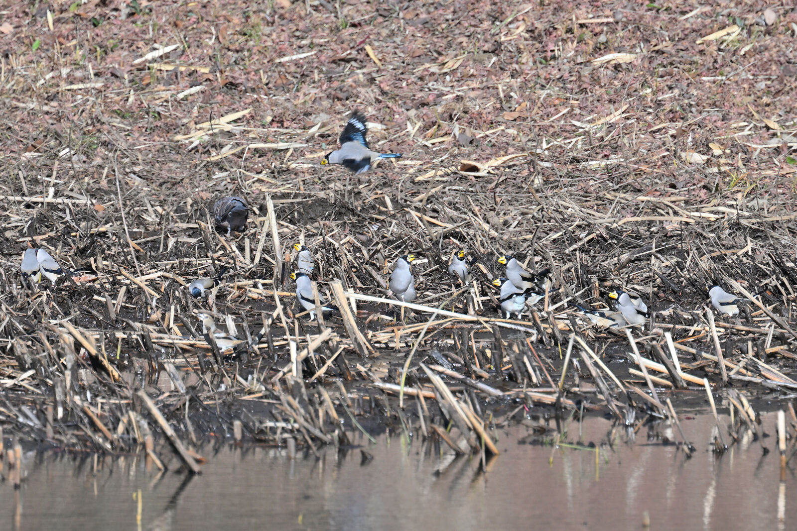 イカルズーラシア近辺