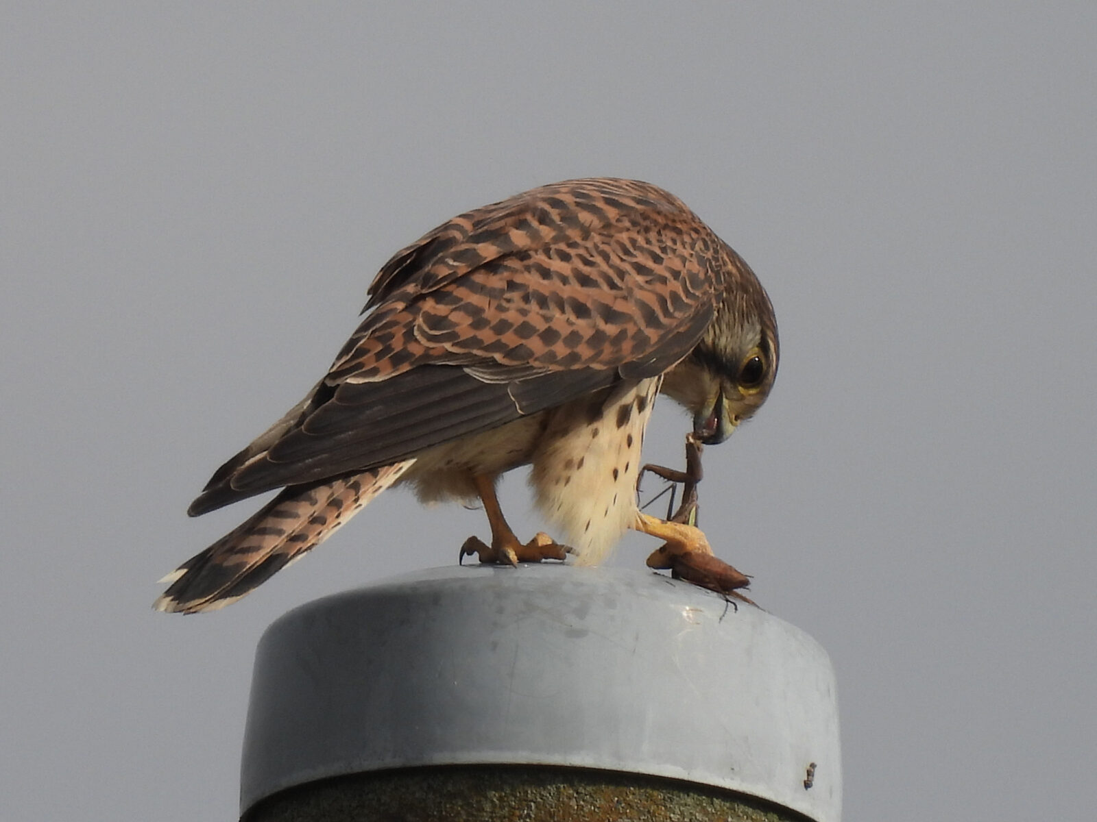 チョウゲンボウカマキリ食べる