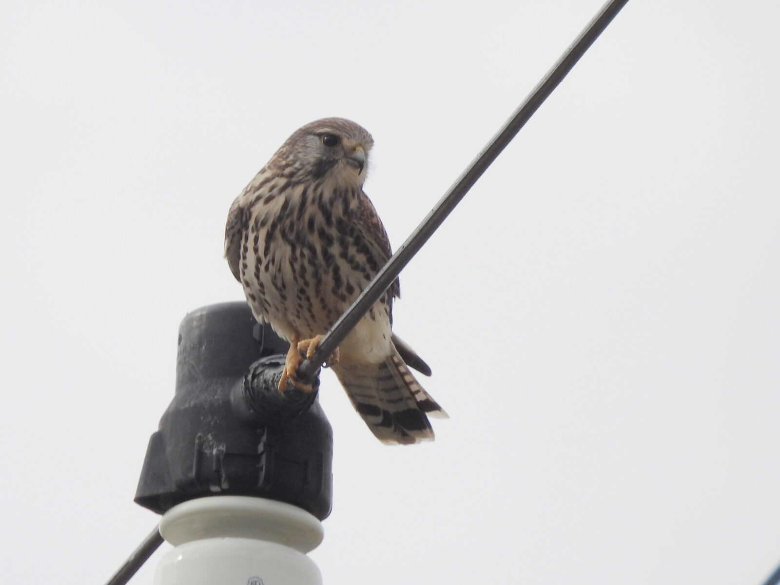 チョウゲンボウ雌