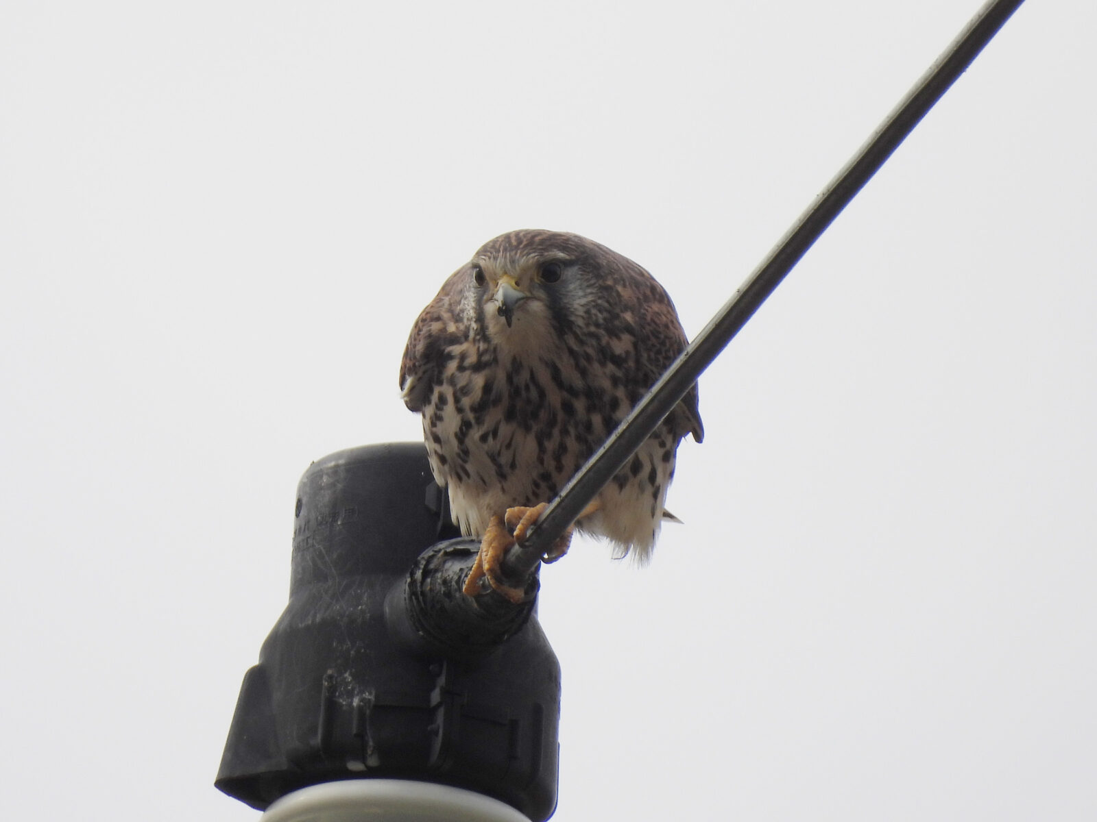 チョウゲンボウ雌
