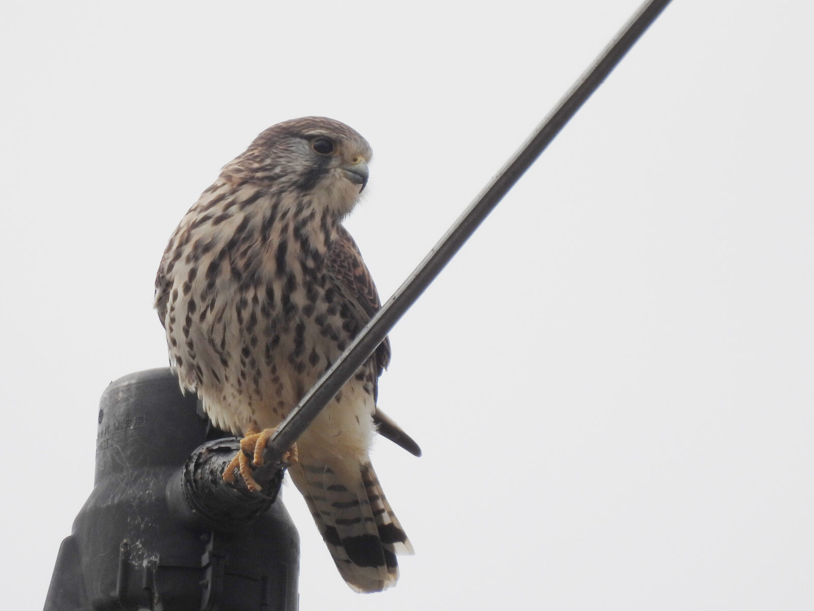 チョウゲンボウ雌