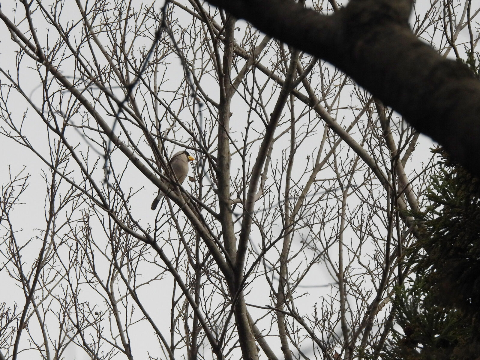 イカル四季の森公園