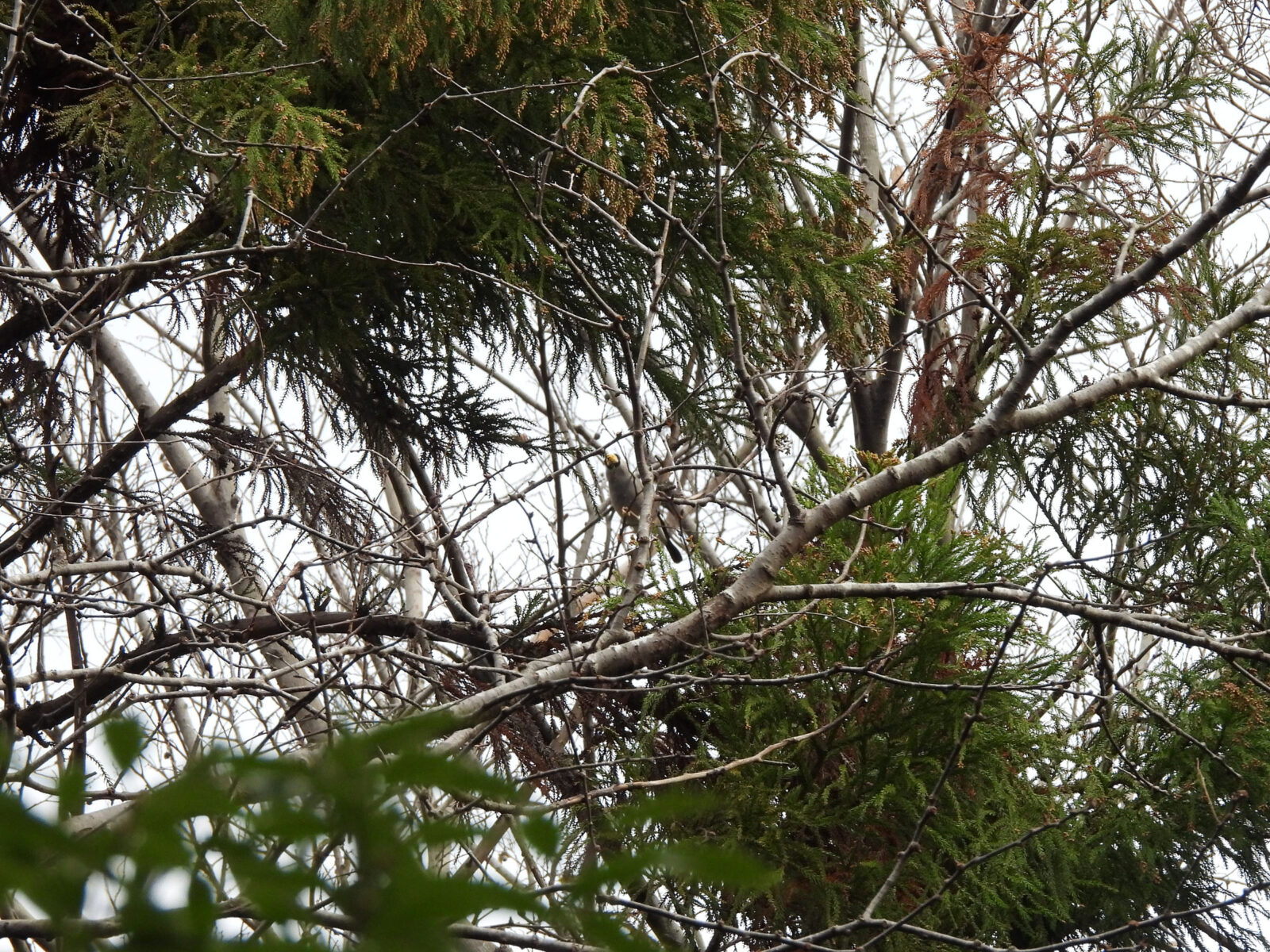 イカル四季の森公園