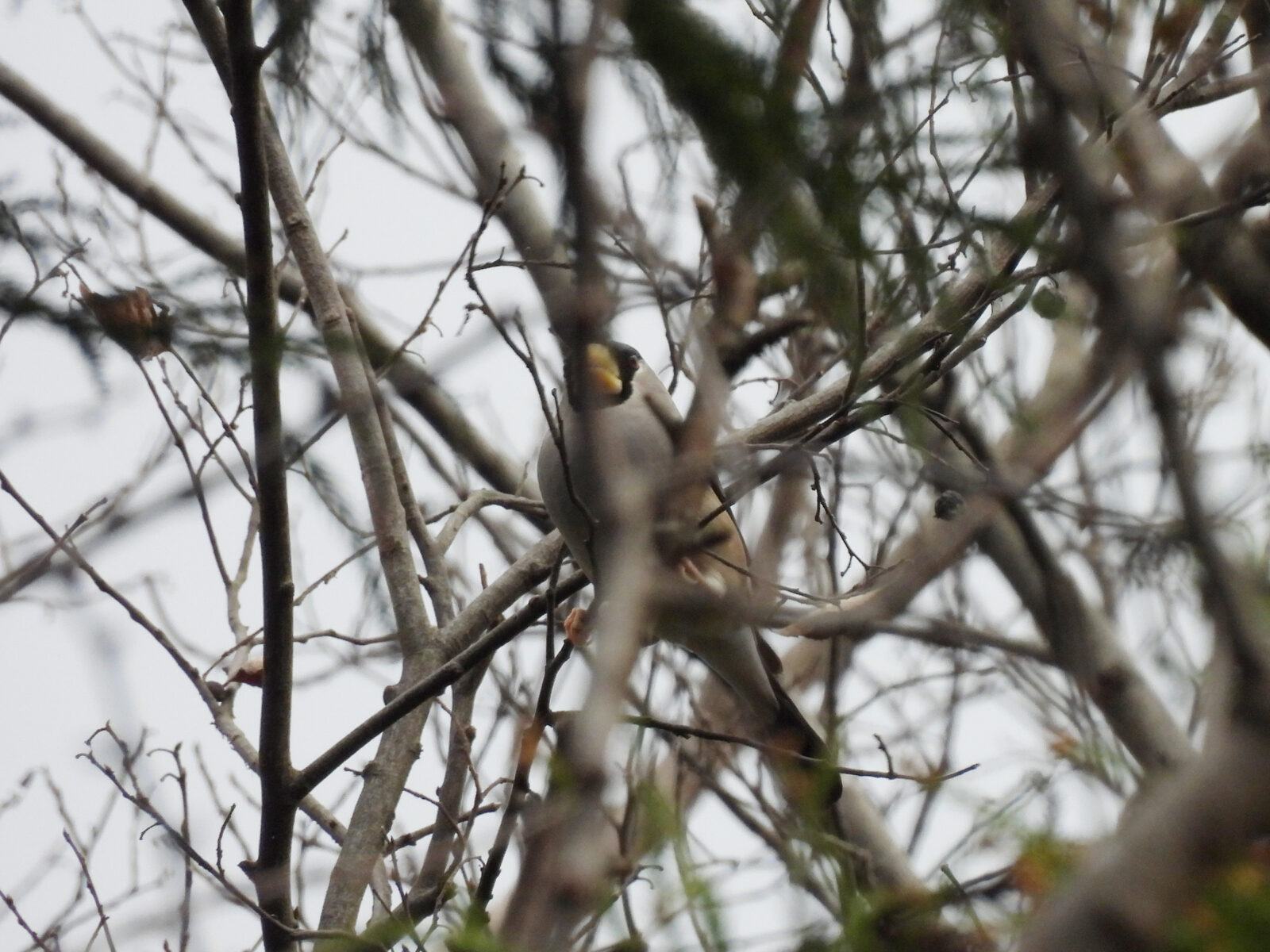 イカル四季の森公園