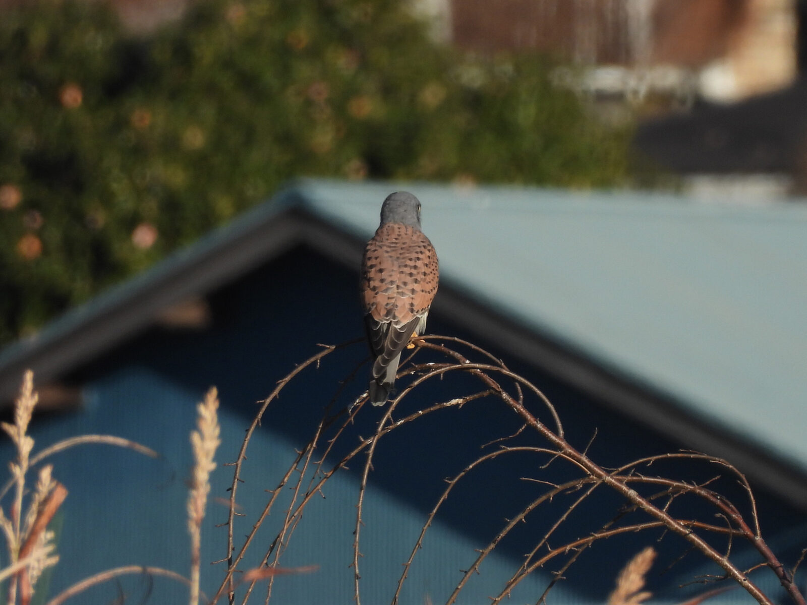 チョウゲンボウ雄