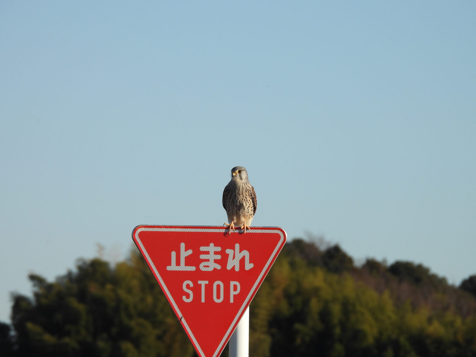 チョウゲンボウ雄標識に留まる