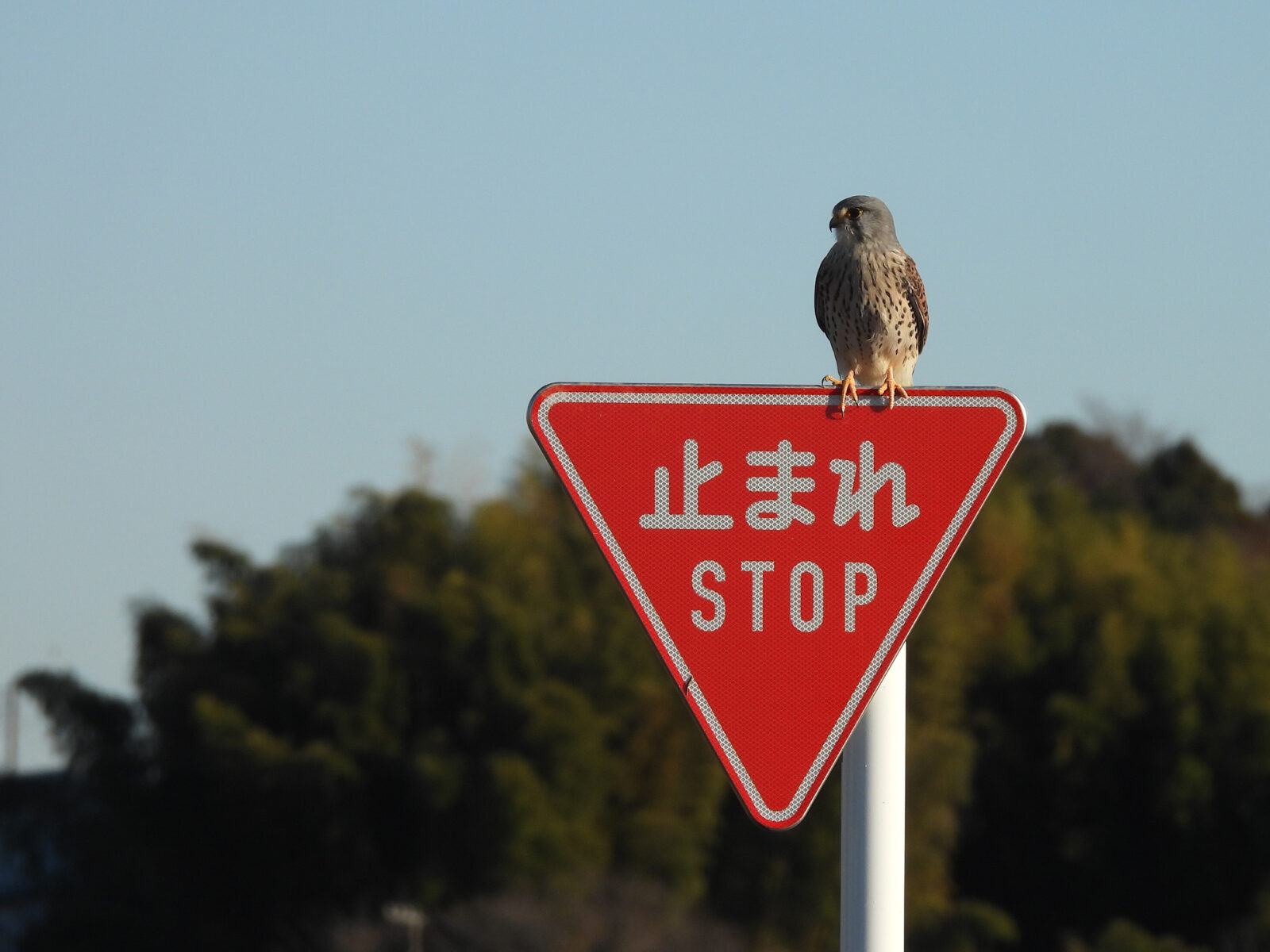 チョウゲンボウ雄標識に留まる
