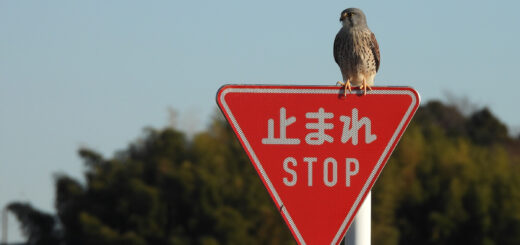 チョウゲンボウ雄標識に留まる
