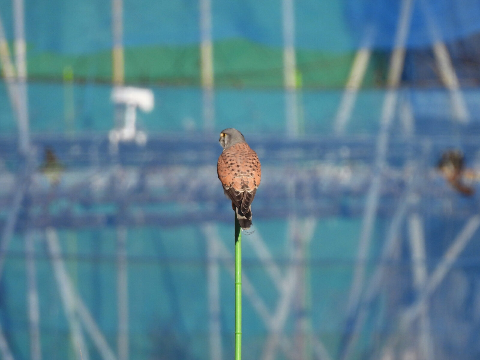 チョウゲンボウ雄杭の先に留まる