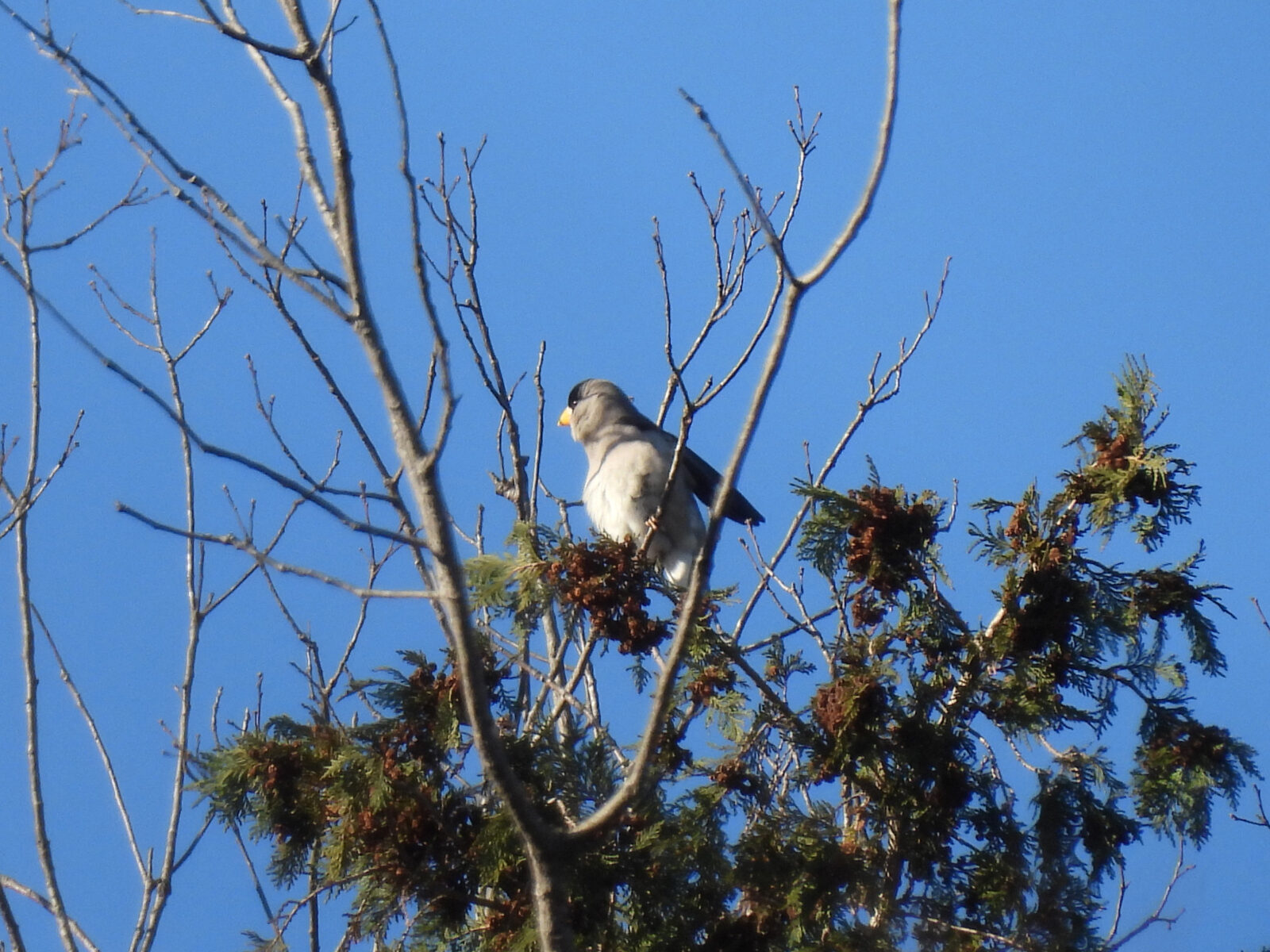 イカル新治市民の森