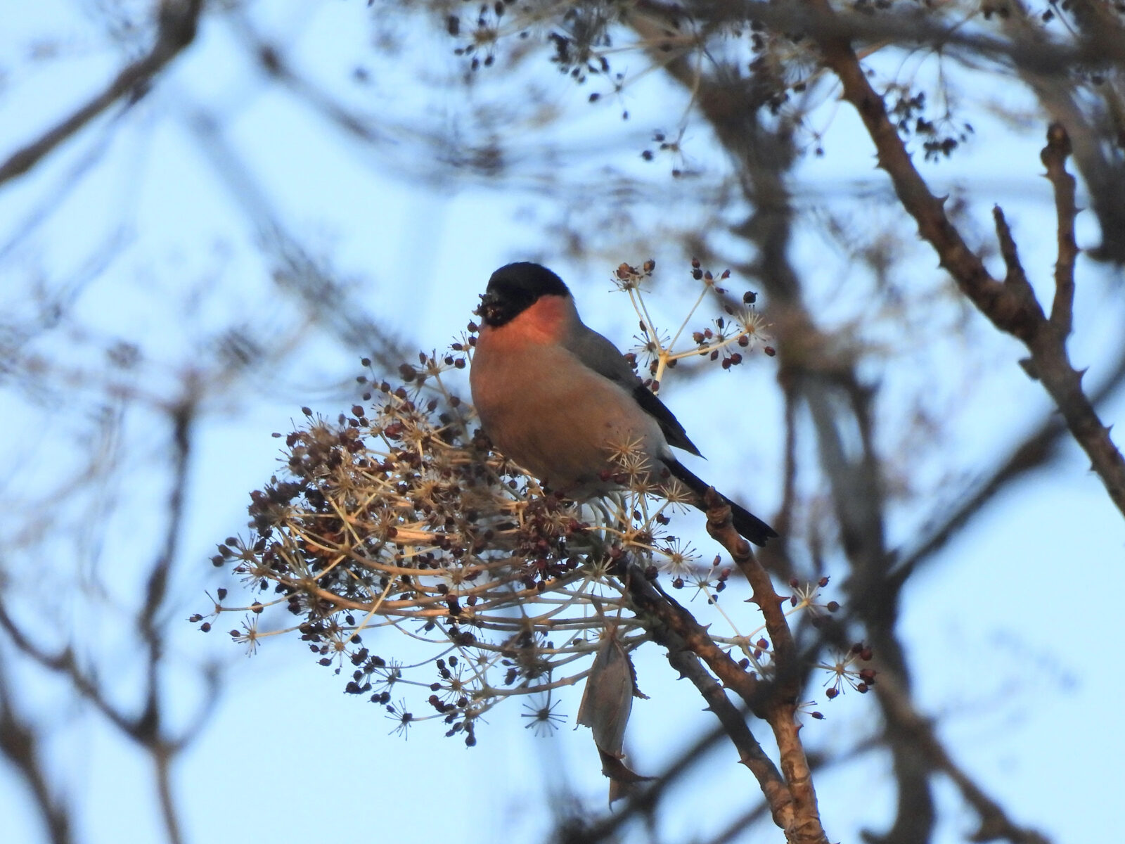 ウソハリギリの実を食すメイン